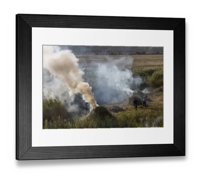 Framed Print : Managing the reedbeds at RSPB Minsmere by cutting and burning reed Framed Print : Managing the reedbeds at RSPB Minsmere by cutting and burning reed