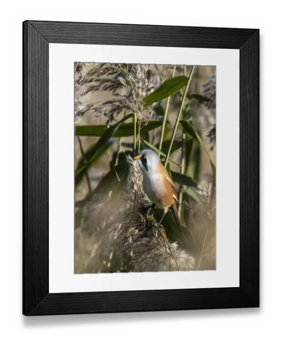 Framed Print : Male Bearded Tit on reeds. Minsmere Suffolk