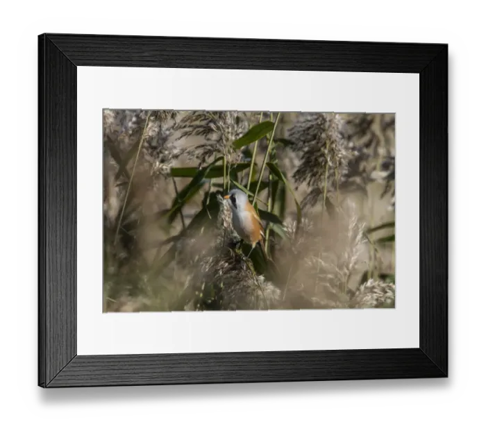 Framed Print : Male Bearded Tit on reeds. Minsmere Suffolk Framed Print : Male Bearded Tit on reeds. Minsmere Suffolk
