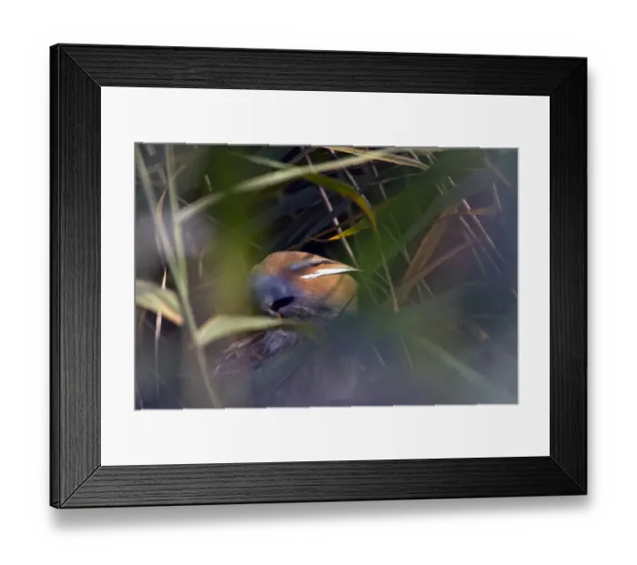 Framed Print : Male Bearded Tit on reeds. Minsmere Suffolk Framed Print : Male Bearded Tit on reeds. Minsmere Suffolk