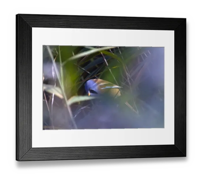 Framed Print : Male Bearded Tit on reeds. Minsmere Suffolk Framed Print : Male Bearded Tit on reeds. Minsmere Suffolk