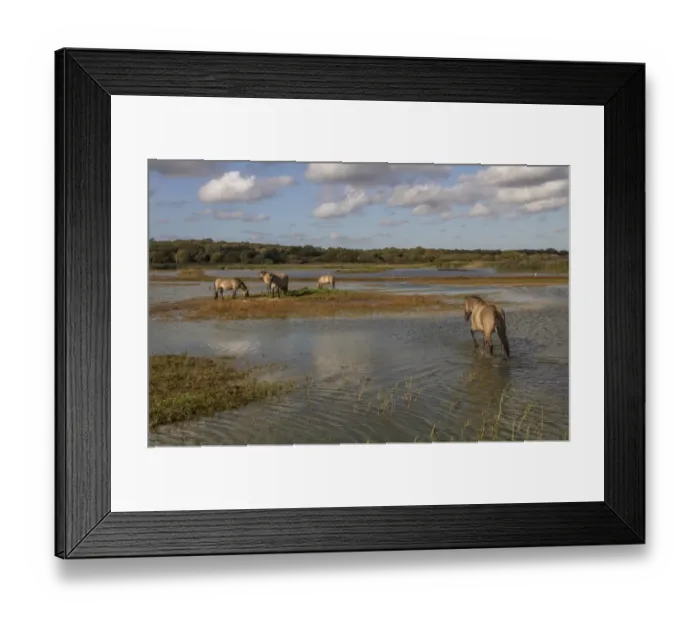 Framed Print : Konik Ponies are used as part of the reserves management program at RSPB Minsmere they help keep vegetation under Framed Print : Konik Ponies are used as part of the reserves management program at RSPB Minsmere they help keep vegetation under