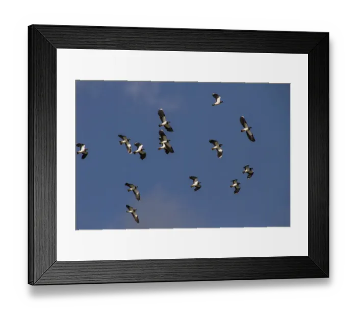 Framed Print : Lapwing flock on autumn migration Framed Print : Lapwing flock on autumn migration
