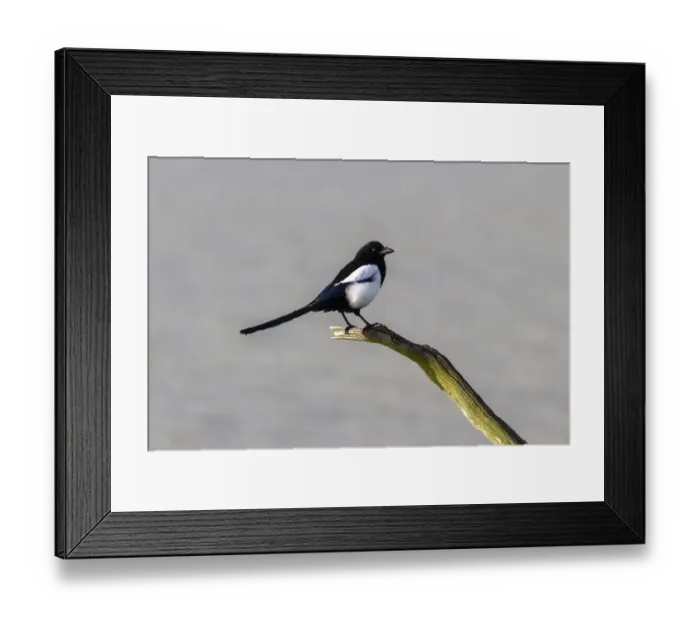 Framed Print : Common Magpie Framed Print : Common Magpie
