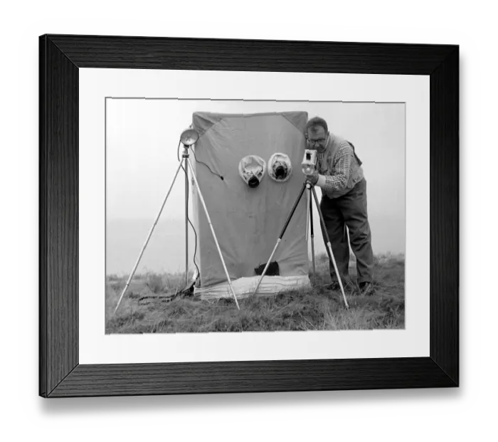 Framed Print : Eric Hosking adjusting electronic flash equipment by a bird hide - late 1950 s Framed Print : Eric Hosking adjusting electronic flash equipment by a bird hide - late 1950 s