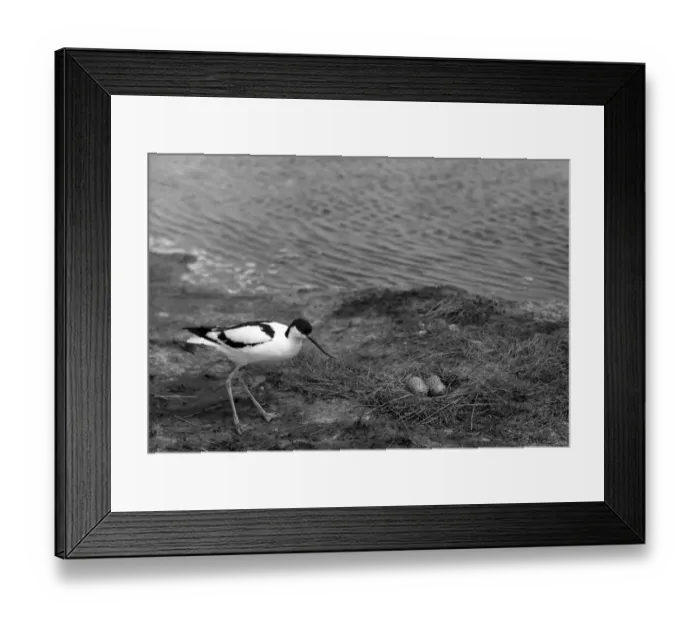 Framed Print : Avocet at nest with eggs on Havergate Island Suffolk -Taken by Eric Hosking 1950 Framed Print : Avocet at nest with eggs on Havergate Island Suffolk -Taken by Eric Hosking 1950