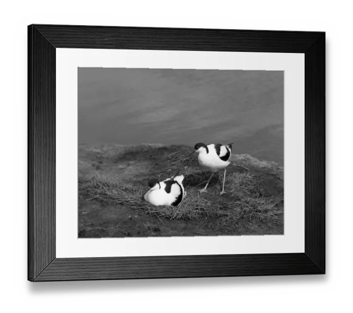 Framed Print : Avocet pair at nest on Havergate Island, Suffolk, Taken by Eric Hosking, June 1950 Framed Print : Avocet pair at nest on Havergate Island, Suffolk, Taken by Eric Hosking, June 1950