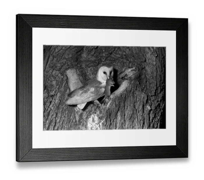 Framed Print : Barn owl taken with a flash bulb 1936. Eyke Suffolk by Eric Hosking Framed Print : Barn owl taken with a flash bulb 1936. Eyke Suffolk by Eric Hosking