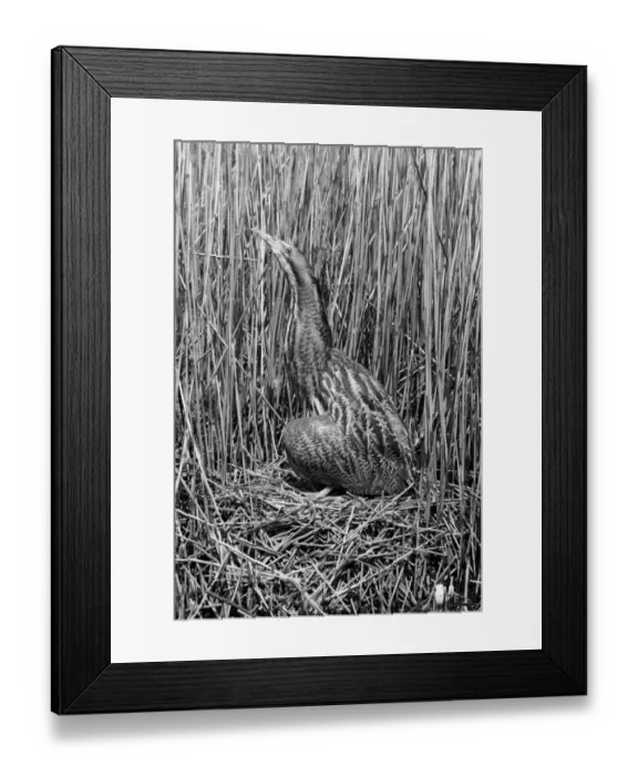 Framed Print : Bittern at nest, Minsmere Suffolk 1950. Taken by Eric Hosking