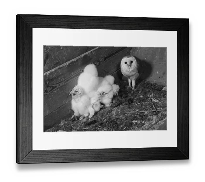 Framed Print : Barn Owl with young in grain hopper, Chillesford Suffolk 1949, by Eric Hosking Framed Print : Barn Owl with young in grain hopper, Chillesford Suffolk 1949, by Eric Hosking
