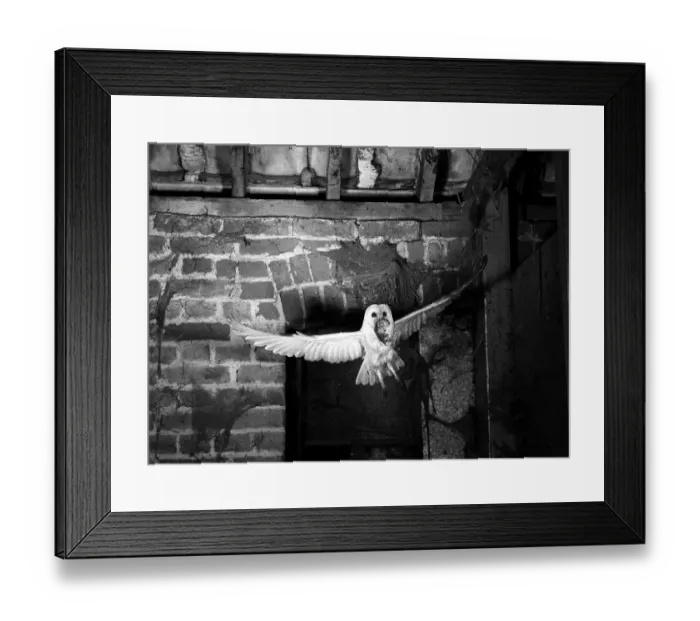 Framed Print : Barn Owl flying into a Suffolk Barn, taken using a high speed flash system with a flash duration of 1 / 10, 000th Framed Print : Barn Owl flying into a Suffolk Barn, taken using a high speed flash system with a flash duration of 1 / 10, 000th