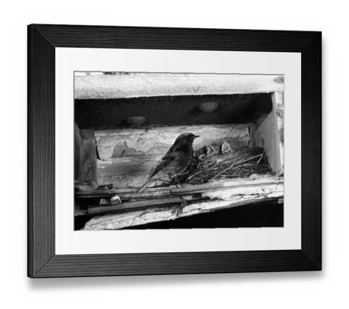 Framed Print : Male Black Redstart at nest in bombed out building near St Pauls London June 1951. Taken by Eric Hosking Framed Print : Male Black Redstart at nest in bombed out building near St Pauls London June 1951. Taken by Eric Hosking