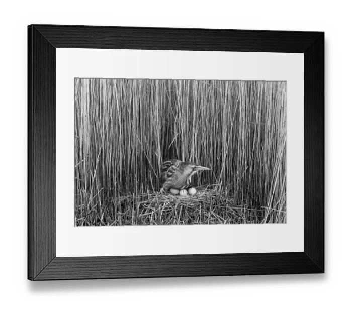 Framed Print : Bittern at nest, Minsmere Suffolk 1950, Taken by Eric Hosking Framed Print : Bittern at nest, Minsmere Suffolk 1950, Taken by Eric Hosking