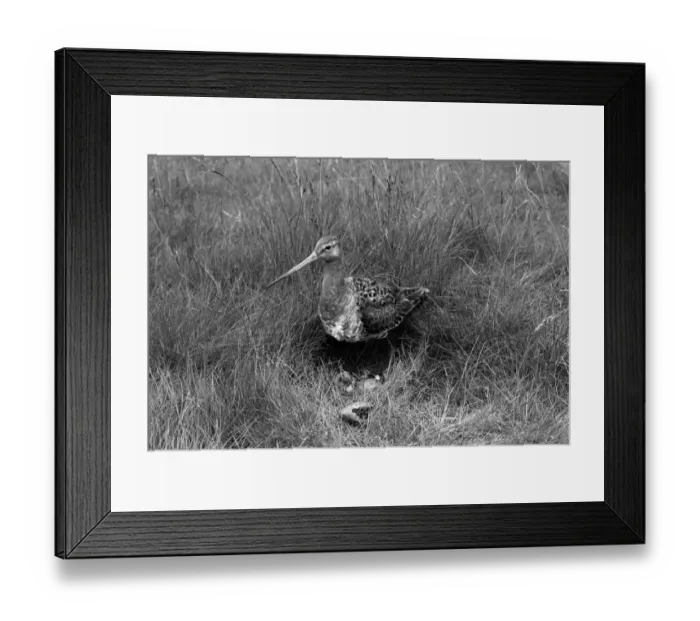 Framed Print : Black tailed Godwit at nest 1952. Taken by Eric Hosking Framed Print : Black tailed Godwit at nest 1952. Taken by Eric Hosking