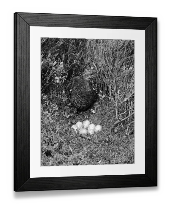 Framed Print : Black Grouse Female at nest - Aviemore 1940. Taken by Eric Hosking Framed Print : Black Grouse Female at nest - Aviemore 1940. Taken by Eric Hosking