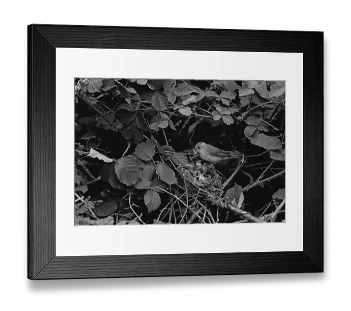 Framed Print : Blackcap at nest feeding young, taken using available light only in 1934 Staverton Forest Suffolk. By Eric Hosking Framed Print : Blackcap at nest feeding young, taken using available light only in 1934 Staverton Forest Suffolk. By Eric Hosking