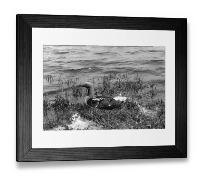 Framed Print : Black throated Diver - Inverness-shire 1947. Taken by Eric Hosking Framed Print : Black throated Diver - Inverness-shire 1947. Taken by Eric Hosking