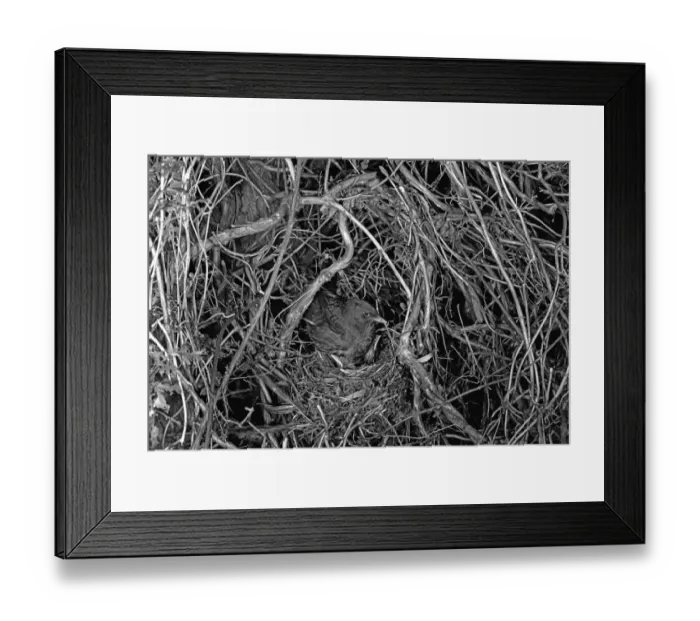 Framed Print : Nesting Blackbird at Staverton Forest, Suffolk -1948. Taken by Eric Hosking Framed Print : Nesting Blackbird at Staverton Forest, Suffolk -1948. Taken by Eric Hosking