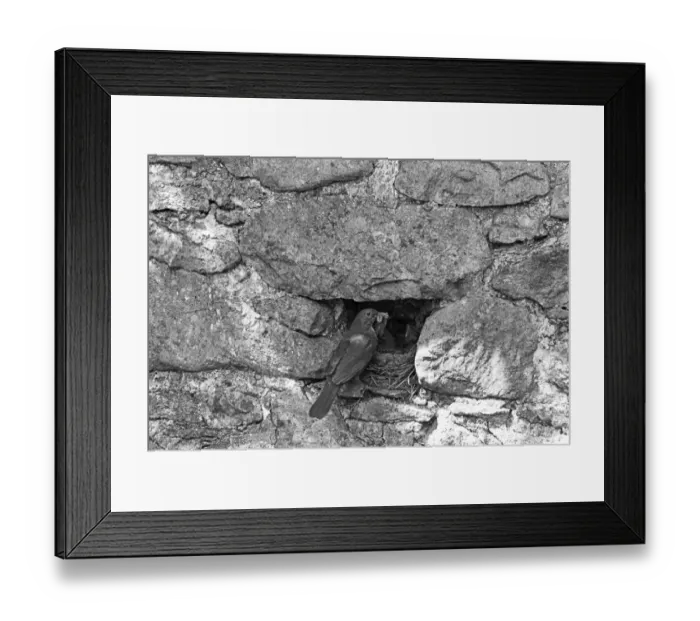 Framed Print : Blackbird nesting in stone wall, Doldowlod Farm, Wales - 1937. Taken by Eric Hosking Framed Print : Blackbird nesting in stone wall, Doldowlod Farm, Wales - 1937. Taken by Eric Hosking