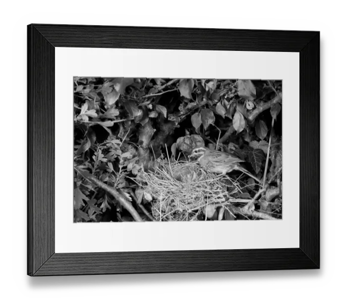 Framed Print : Cirl Bunting at nest - Dorset 1957. Taken by Eric Hosking Framed Print : Cirl Bunting at nest - Dorset 1957. Taken by Eric Hosking