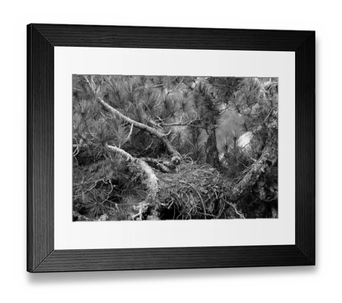 Framed Print : Booted Eagle - Cazorla Spain 1959 Framed Print : Booted Eagle - Cazorla Spain 1959