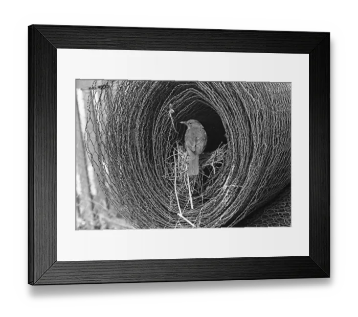 Framed Print : Blackbird at nest in roll of wire, Doldowlod Wales 1937. Taken by Eric Hosking Framed Print : Blackbird at nest in roll of wire, Doldowlod Wales 1937. Taken by Eric Hosking