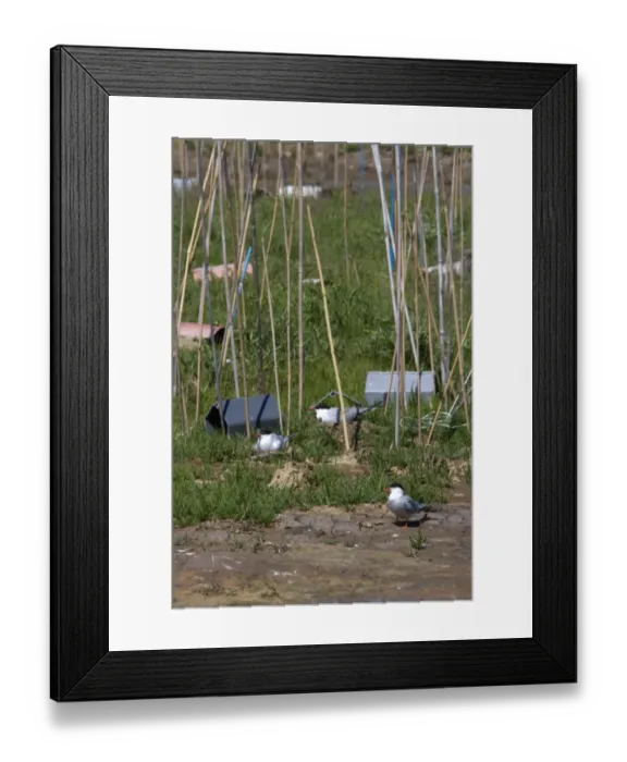 Framed Print : Artificial nesting shelters and bamboo polls which stop predatory birds from taking the eggs Framed Print : Artificial nesting shelters and bamboo polls which stop predatory birds from taking the eggs