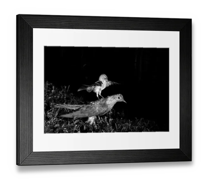Framed Print : Chaffinch attacking a stuffed Cuckoo Staverton 1948. Photographed by Eric Hosking using a High Speed Flash unit to stop Framed Print : Chaffinch attacking a stuffed Cuckoo Staverton 1948. Photographed by Eric Hosking using a High Speed Flash unit to stop