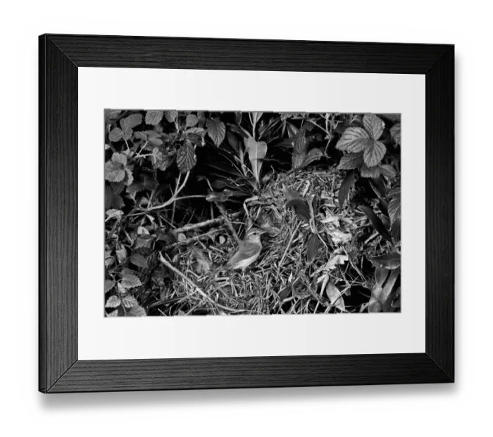 Framed Print : Chiffchaff at nest, Doldowlod Wales - Taken by Eric Hosking in 1954 Framed Print : Chiffchaff at nest, Doldowlod Wales - Taken by Eric Hosking in 1954