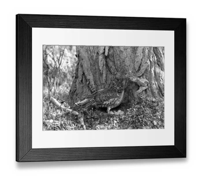 Framed Print : Capercaillie female at nest 1956 - Aviemore. Taken by Eric Hosking Framed Print : Capercaillie female at nest 1956 - Aviemore. Taken by Eric Hosking