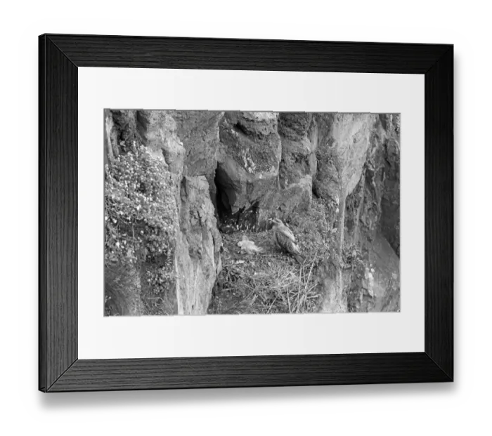 Framed Print : Buzzard nesting on Skomer Island, May 1953. Taken by Eric Hosking Framed Print : Buzzard nesting on Skomer Island, May 1953. Taken by Eric Hosking