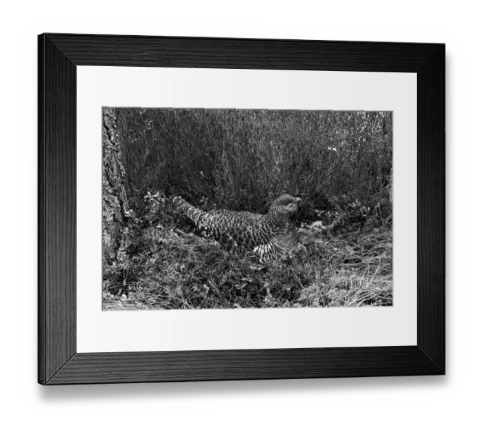Framed Print : Capercaillie female at nest 1939 - Aviemore. Taken by Eric Hosking Framed Print : Capercaillie female at nest 1939 - Aviemore. Taken by Eric Hosking