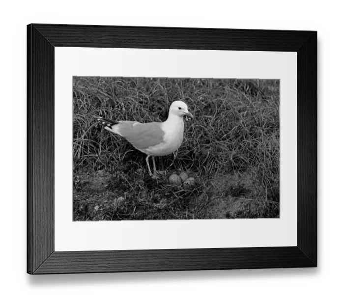 Framed Print : Common Gull at nest Orkney. Taken in 1946 by Eric Hosking Framed Print : Common Gull at nest Orkney. Taken in 1946 by Eric Hosking