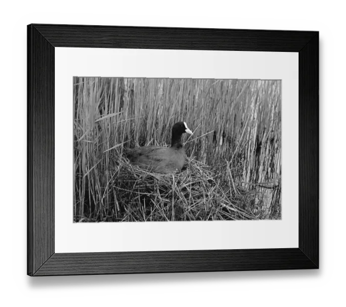 Framed Print : Nesting Coot at Minsmere Suffolk. Taken by Eric Hosking in 1950