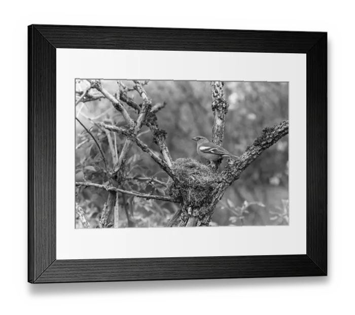 Framed Print : Chaffinch - Eyke, Suffolk 1936. Taken by Eric Hosking Framed Print : Chaffinch - Eyke, Suffolk 1936. Taken by Eric Hosking