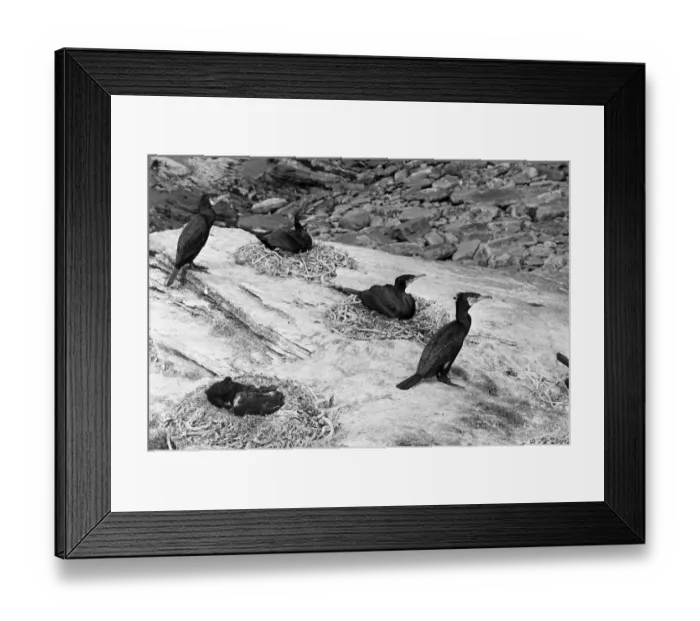 Framed Print : Nesting Cormorants - Orkney Greenholmes. Taken in 1946 by Eric Hosking Framed Print : Nesting Cormorants - Orkney Greenholmes. Taken in 1946 by Eric Hosking