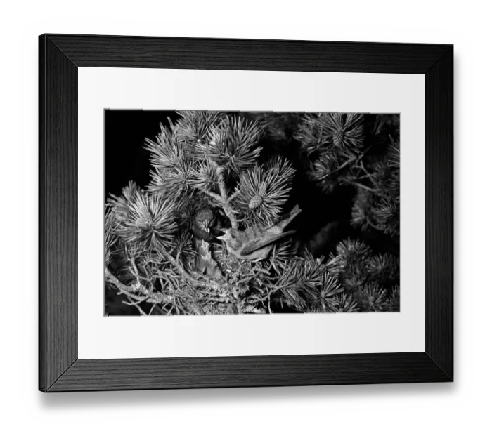 Framed Print : Scottish Crossbill, Glenmore Scotland. Taken by Eric Hosking in 1947 Framed Print : Scottish Crossbill, Glenmore Scotland. Taken by Eric Hosking in 1947
