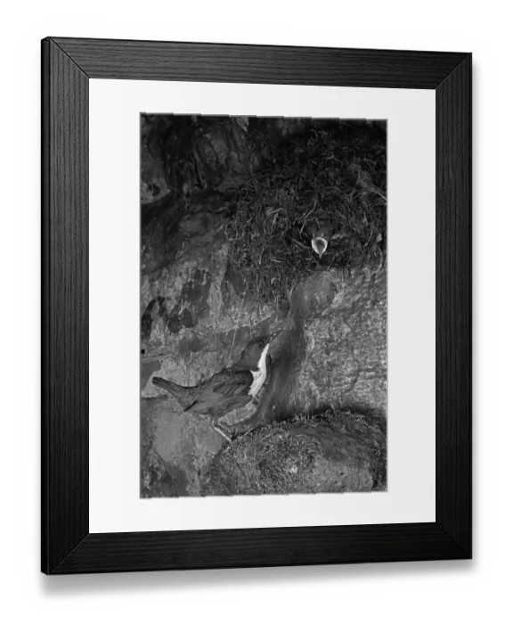Framed Print : Dipper at Nest Doldowlod Wales. Taken in 1954 by Eric Hosking Framed Print : Dipper at Nest Doldowlod Wales. Taken in 1954 by Eric Hosking