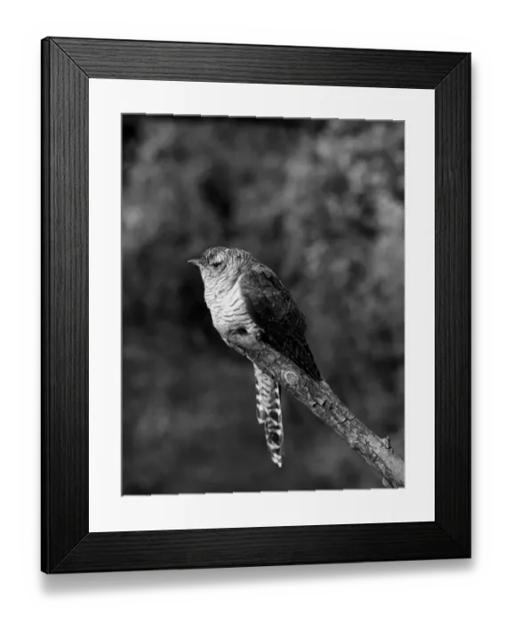 Framed Print : Cuckoo - Ditchling East Sussex. Taken in 1950 by Eric Hosking Framed Print : Cuckoo - Ditchling East Sussex. Taken in 1950 by Eric Hosking