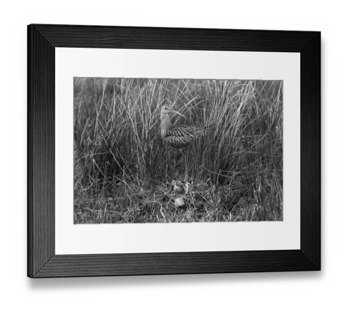 Framed Print : Curlew at nest, Doldowlod Wales. Taken by Eric Hosking in 1954 Framed Print : Curlew at nest, Doldowlod Wales. Taken by Eric Hosking in 1954