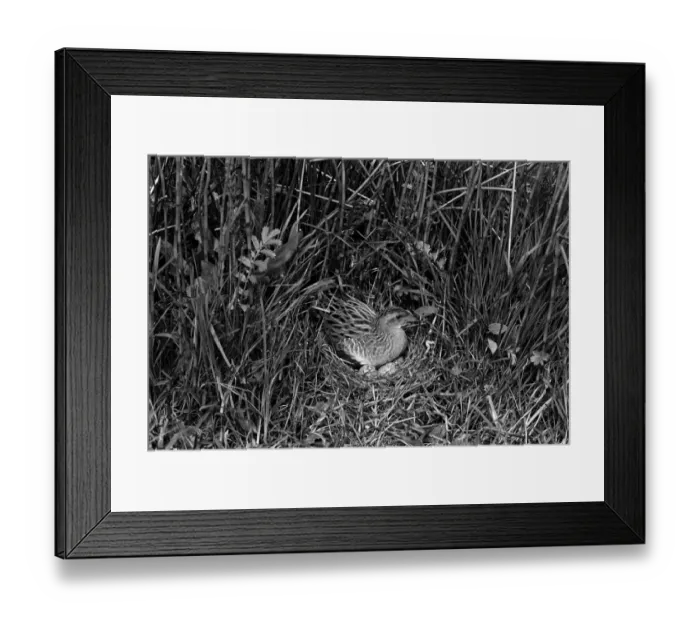 Framed Print : Corncrake at nest - Orkney. Taken in1946 by Eric Hosking Framed Print : Corncrake at nest - Orkney. Taken in1946 by Eric Hosking
