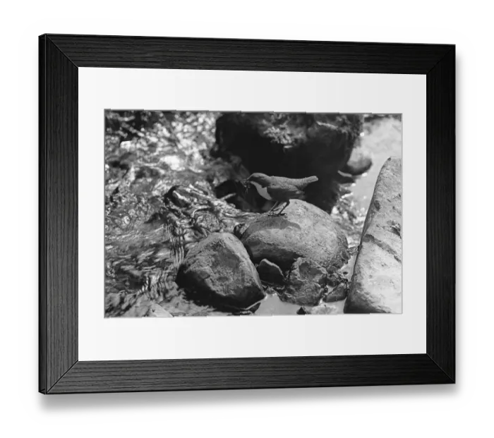 Framed Print : Dipper at Nest Doldowlod Wales. Taken in 1937 by Eric Hosking Framed Print : Dipper at Nest Doldowlod Wales. Taken in 1937 by Eric Hosking