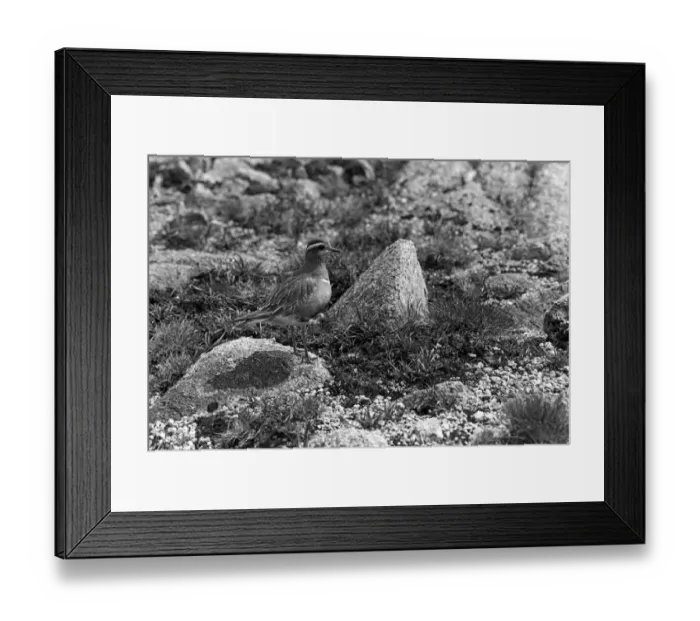 Framed Print : Dotterel - Braeriach Scotland. Taken in 1940 by Eric Hosking Framed Print : Dotterel - Braeriach Scotland. Taken in 1940 by Eric Hosking