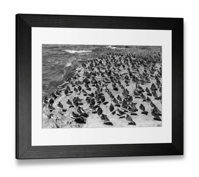 Framed Print : Dunlin at high tide on the Little Eye. Hilbre Island. Taken by Eric Hosking in 1948 Framed Print : Dunlin at high tide on the Little Eye. Hilbre Island. Taken by Eric Hosking in 1948