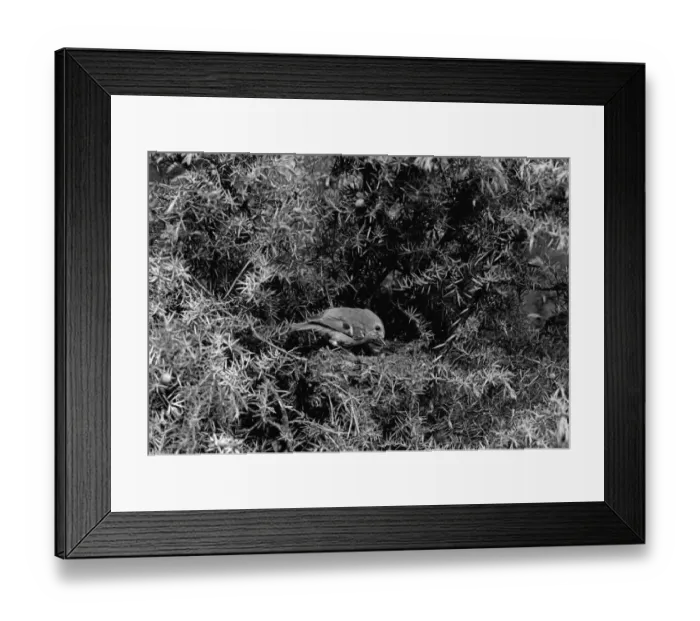 Framed Print : Goldcrest - Aviemore Scotland. Taken by Eric Hosking in 1939 Framed Print : Goldcrest - Aviemore Scotland. Taken by Eric Hosking in 1939