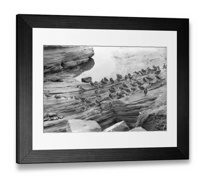 Framed Print : Dunlin at Hilbre Island. Taken by Eric Hosking in1947
