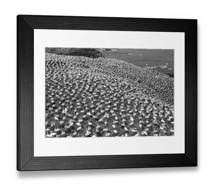 Framed Print : Gannets, Grassholm island. Taken by Eric Hosking in June 1953