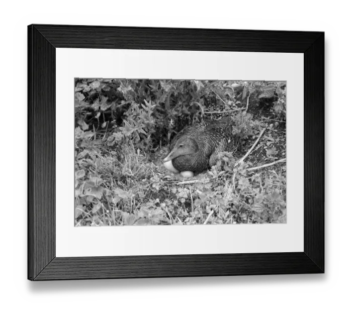 Framed Print : Female Eider Duck at nest on the Farne Islands. Taken by Eric Hosking in 1953 Framed Print : Female Eider Duck at nest on the Farne Islands. Taken by Eric Hosking in 1953