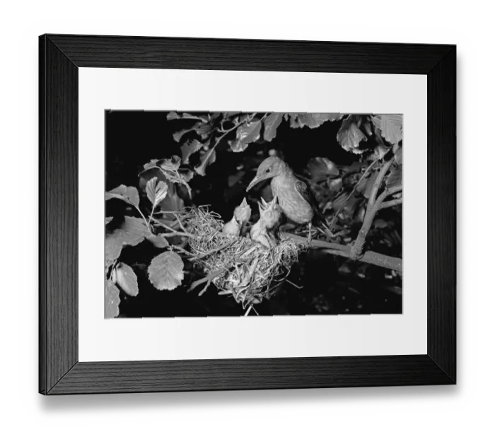 Framed Print : Golden Oriole at Nest, Hoofdorof Holland. Taken by Eric Hosking in 1952