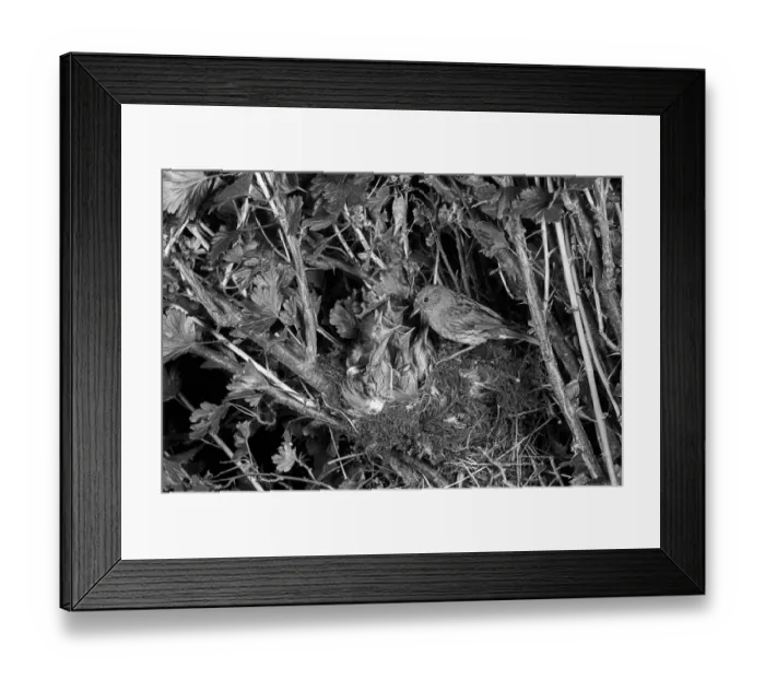 Framed Print : Dunnock or Hedge Sparrow at nest - Eyke, Suffolk. Taken by Eric Hosking in 1949 Framed Print : Dunnock or Hedge Sparrow at nest - Eyke, Suffolk. Taken by Eric Hosking in 1949
